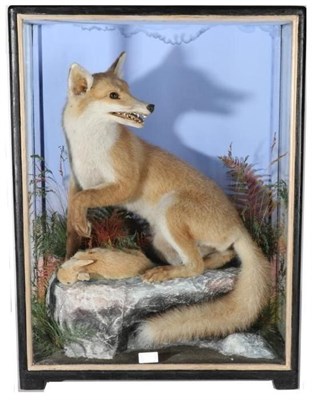 Lot 306 - Taxidermy: A Victorian Cased Red Fox (Vulpes vulpes), by James Hutchings of Aberystwith, 1860-1942