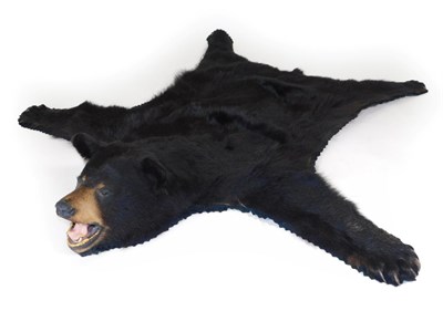 Lot 307 - Taxidermy: A North American Black Bear Skin Rug (Ursus americanus), circa 2003, British...