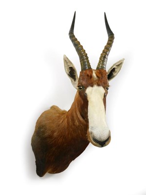 Lot 309 - Taxidermy: Blesbok (Damaliscus phillipsi), modern, shoulder mount with head turning slightly to the