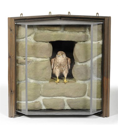 Lot 1310 - Eurasian Kestral (Falco tinnunculus), circa 2000, full mount, perched in a faux barn wall stonework