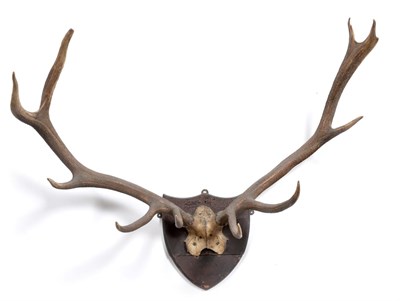 Lot 310 - Antlers/Horns: Kashmir Stag (Cervus canadensis hanglu), circa 1900, antlers on cut frontlet, 11...