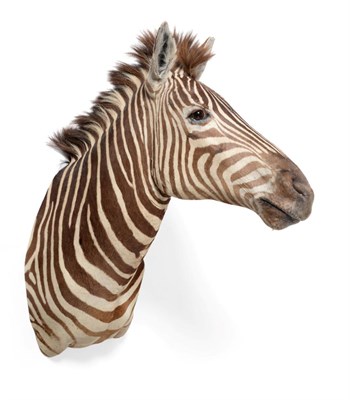 Lot 311 - Taxidermy: Burchell's Zebra (Equus burchellii), circa 1970-1980, shoulder mount with head...