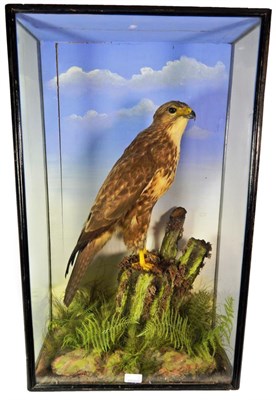 Lot 313 - Taxidermy: Common Buzzard (Buteo buteo), circa 1880, by George White of Salisbury, full mount...