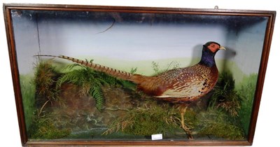 Lot 314 - Taxidermy: A Cased Ring-Necked Pheasant (Phasianus colchicus), circa 1900, full mount cock bird...