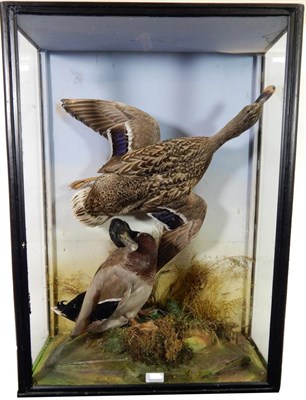 Lot 316 - Taxidermy: A Cased Pair of Mallard Ducks (Anas platyrhynchos), by James Hutchings, Aberystwyth,...