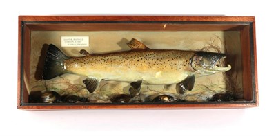 Lot 317 - Taxidermy Fish: Sea Trout (Salmo trutta), circa 1983, by R. Stockdale, Newton Aycliffe, full...