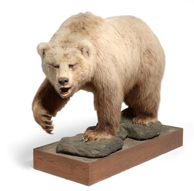 Lot 319 - Taxidermy: East Siberian Brown Bear (Ursus arctos collaris), circa 03/05/1993, full mount stood...