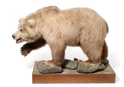 Lot 319 - Taxidermy: East Siberian Brown Bear (Ursus arctos collaris), circa 03/05/1993, full mount stood...