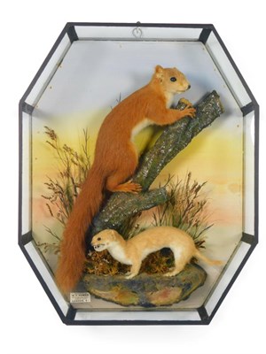 Lot 320 - Taxidermy: An Octagonal Cased Red Squirrel and Weasel, by W.F. Homer, 105 Woodgrange Road,...