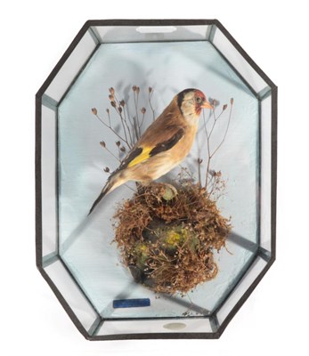 Lot 321 - Taxidermy: An Octagonal Cased Goldfinch (Carduelis carduelis), by W.F. Homer, 105 Woodgrange...