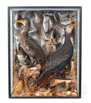 Lot 322 - Taxidermy: A Victorian Cased Pair of Great Cormorants (Phalacrocorax carbo), by H.T. Shopland,...