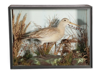 Lot 323 - Taxidermy: A Victorian Cased Female Bar-Tailed Godwit (Limosa lapponica), by T.E. Gunn, 47...