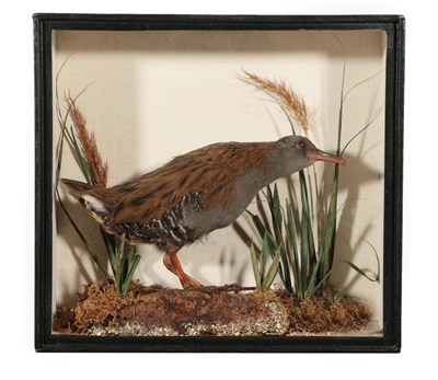 Lot 324 - Taxidermy: A Victorian Cased Water Rail (Rallus aquaticus), by W.J.A. Hambling, 113 Friars...