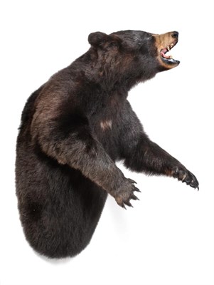 Lot 326 - Taxidermy: A North American Black Bear Half Mount (Ursus americanus), circa 1995, by Joe's...