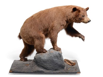 Lot 328 - Taxidermy: A Cinnamon Coloured North American Black Bear Full Mount (Ursus americanus), circa 1995