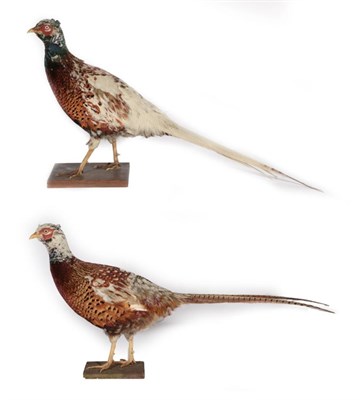 Lot 329 - Taxidermy: A Brace of Ring-Necked Pheasants (Phasinus colchicus), by T.E. Gunn, 86 St Giles Street