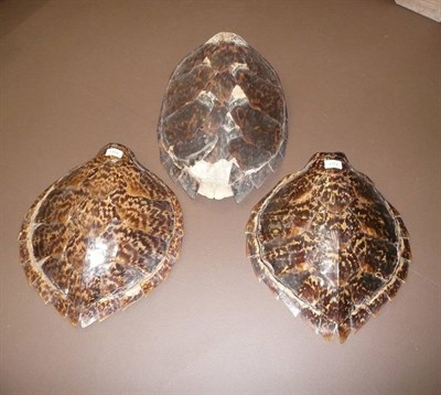 Lot 1312 - Hawksbill Turtle (Eretmochelys imbricata), two shells, 41cm and 41.5cm long; and One Other, all...