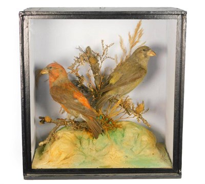 Lot 330 - Taxidermy: A Cased Pair of Common Crossbills (Loxia curvirostra), circa 1900, a pair of full mounts