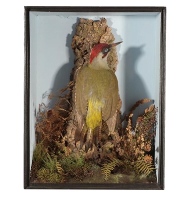 Lot 331 - Taxidermy: A Victorian Cased Green Woodpecker (Picus viridus), by T.E. Gunn, 86 St Giles...