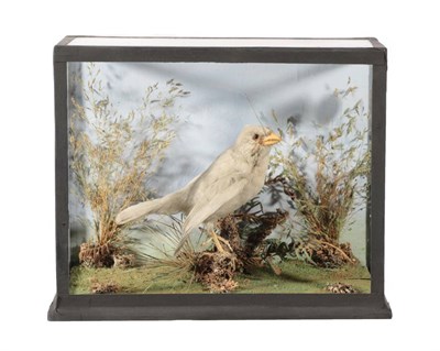 Lot 335 - Taxidermy: A Cased Yellow Canary, House Wren and Finch, a full mount Canary, by W.N. Cater, No...