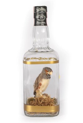 Lot 336 - Taxidermy: A Zebra Finch (Taeniopygia guttata), a full mount Zebra finch perched atop a moss...