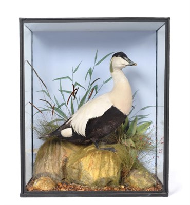 Lot 340 - Taxidermy: A Victorian Cased Eider Duck (Somateria mollissima), by Henry Ward, 1812-1878, Late...