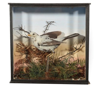 Lot 341 - Taxidermy: A Cased Pied Blackbird (Turdus merula), by E.F. Spicer & Sons, Naturalists and...