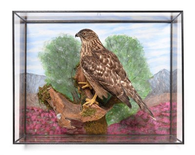 Lot 342 - Taxidermy: Goshawk (Accipiter gentilis), circa 2008, by Adrian Johnstone, Taxidermy, Gainford,...