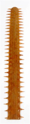 Lot 1313 - Small Sawfish (Pristidae: sub species), Rostrum, mid 20th century, twenty-eight teeth to each side