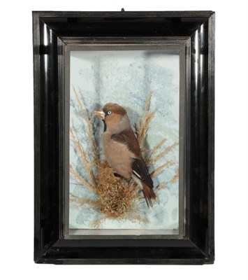 Lot 343 - Taxidermy: A Wall Cased Hawfinch (Coccothrautes coccothrautes), by George Bazeley, 13 Marefair,...