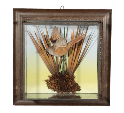 Lot 344 - Taxidermy: A Wall Cased Bearded Reedling (Panurus biarmicus), circa 1920-1930, a full mount...