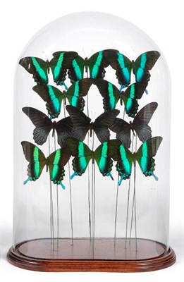 Lot 1314 - A Group of Eleven Foreign Butterflies, mounted on the ends of wires in decorative formation, on...