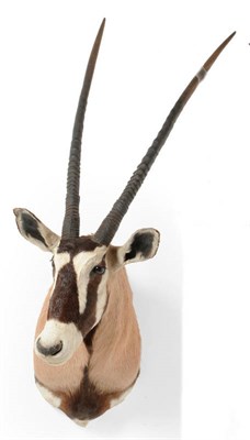 Lot 1316 - Gemsbok Oryx (Oryx gazella), South Africa, May 2000, shoulder mount, turning slightly to...