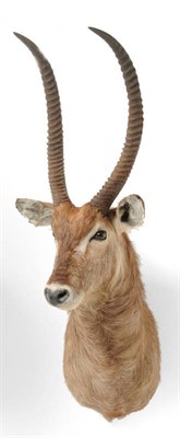 Lot 1317 - Waterbuck (Kobus ellipsiprymnus), circa 2000, shoulder mount, right horn 69cm, left horn 67cm,...