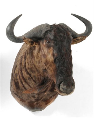 Lot 1318 - Blue Wildebeest (Connochaetes taurinus), circa 2000, shoulder mount, turning to sinister, 74cm from