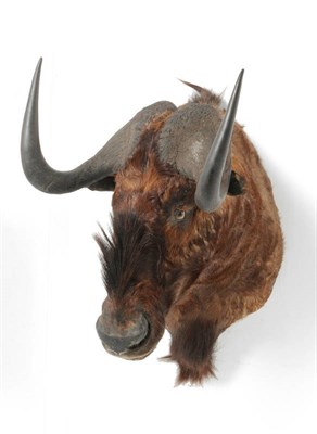 Lot 1319 - Black Wildebeest (Connochaetes gnou), circa 2000, shoulder mount, turning to dexter, 83.5cm...