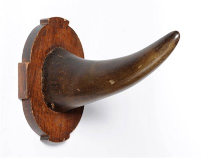 Lot 1320 - Black Rhinoceros (Diceros bicornis), circa 1910, anterior horn on original Colonial wood shaped...