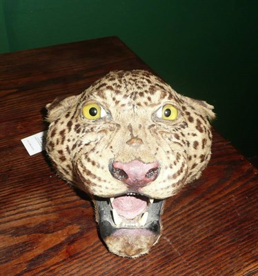 Lot 1321 - Leopard (Panthera pardus), circa 1910, probably by Van Ingen & Van Ingen, head mount, with real...