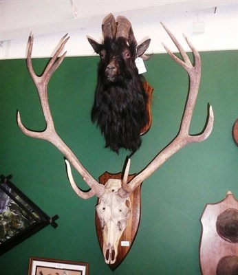 Lot 1322 - Scottish Feral Goat, modern, shoulder mount, on oak effect shield, 45cm from the wall; and Red Deer