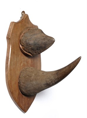 Lot 1324 - Black Rhinoceros (Diceros bicornis), circa 1940, anterior and posterior horns on original...