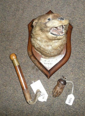 Lot 1325 - An Otter Mask (Lutra lutra), attributed to Murrays of Carnforth, COH Sep 19.1923, on original...