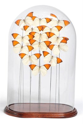 Lot 1326 - A Group of Fourteen Orange Tipped Foreign Butterflies, mounted on the ends of wires in...