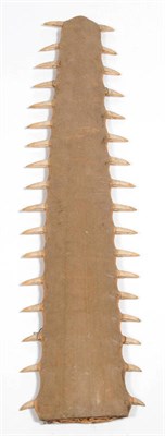 Lot 1327 - Large Sawfish (Pristidae: sub species), Rostrum, mid 20th century, seventeen teeth on each...