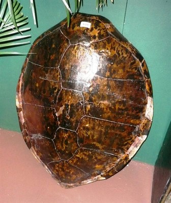 Lot 1328 - Green Turtle (Chelonia mydas), circa 1920, carapace, with white painted interior, 87cm long...