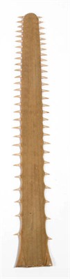 Lot 1329 - Small Sawfish (Pristidae: sub species), Rostrum, mid 20th century, twenty-eight teeth to each side