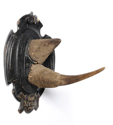 Lot 1330 - Black Rhinoceros (Diceros bicornis), East Africa 1894-95, anterior and posterior horns, on...