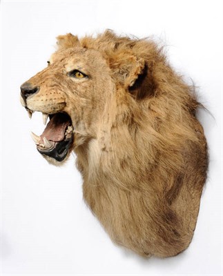 Lot 1331 - Lion (Felix leo), circa 1970, male, shoulder mount, in snarling forward starring pose, 64cm...