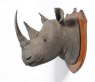 Lot 1332 - Black Rhinoceros (Diceros bicornis), circa 1910, head mount, anterior horn longest curve...