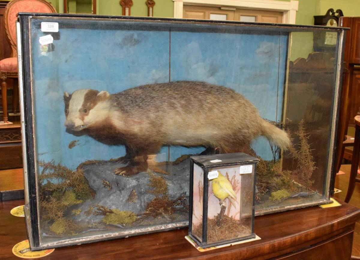 Lot 328 - A Victorian taxidermy badger, with a cased Canary (a.f.)