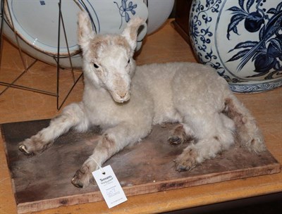 Lot 407 - Taxidermy: Lamb, full mount in recumbent position, mounted upon a homemade base